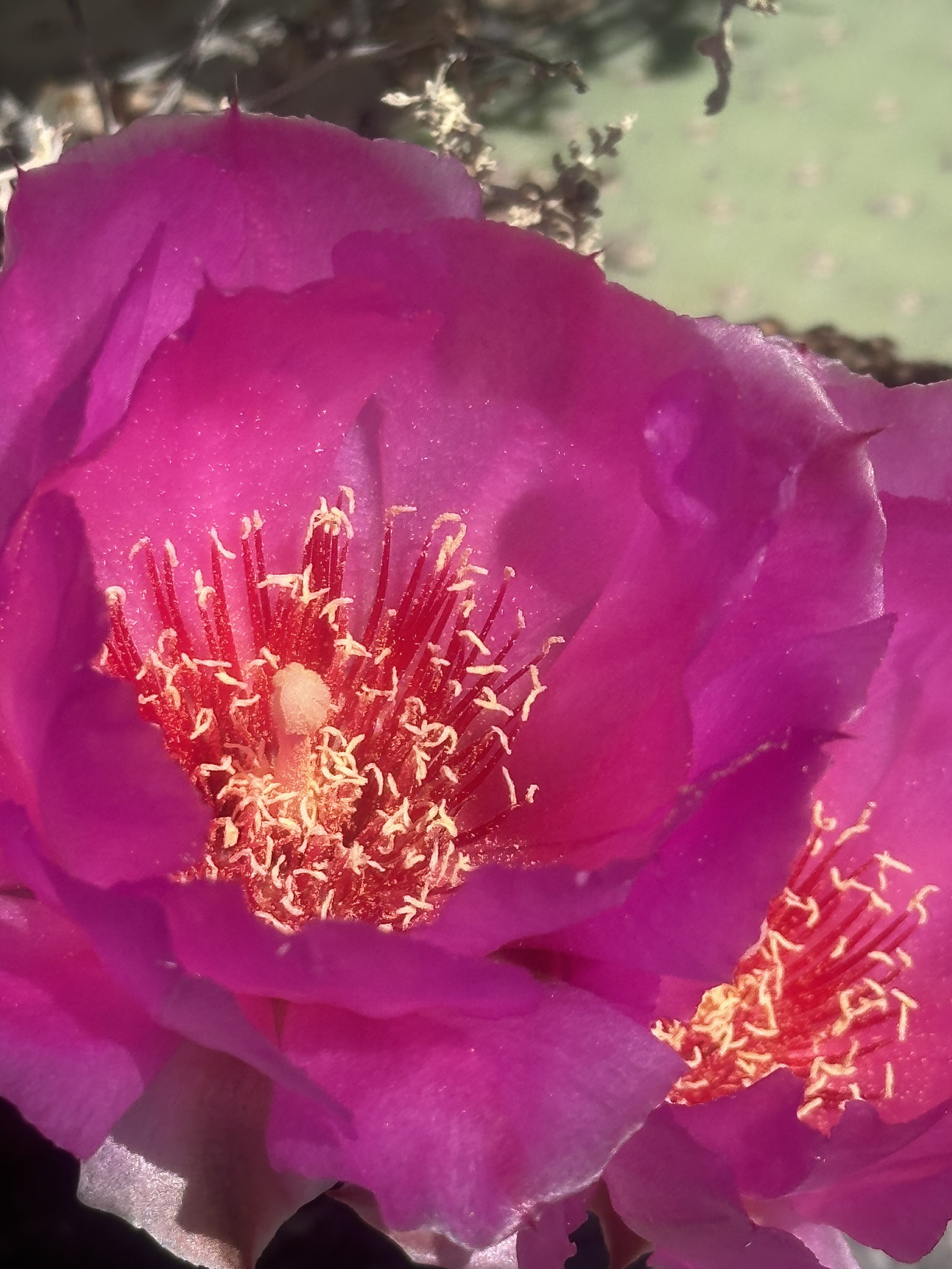 United States-National Parks-Other - Image 1024